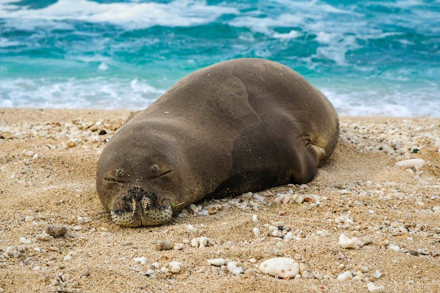 Foca monje hawaiana Las mejores playas de la costa norte de Oahu Hawaii