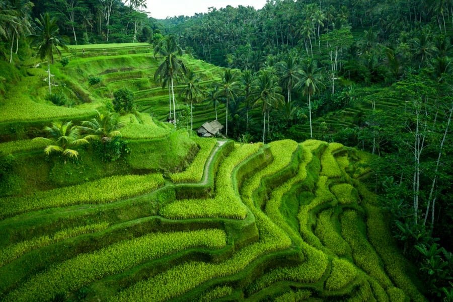 ¿Dónde Está Bali Ubicada Indonesia Terraza De Arroz De Tegalalang?