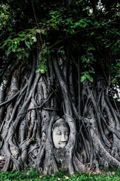 Ayutthaya Buda Árbol Banyan Estatua Cabeza Ruinas Templos Parque Histórico Bangkok Tailandia