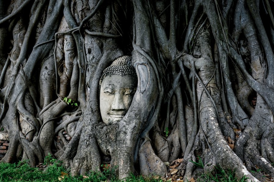 Ayutthaya Buda Árbol Ruinas Banyan Templos Parque Histórico Bangkok Tailandia