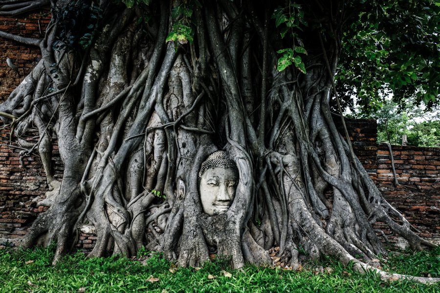 Ayutthaya Buda Árbol Banyan Estatua Cabeza Ruinas Templos Parque Histórico Bangkok Tailandia