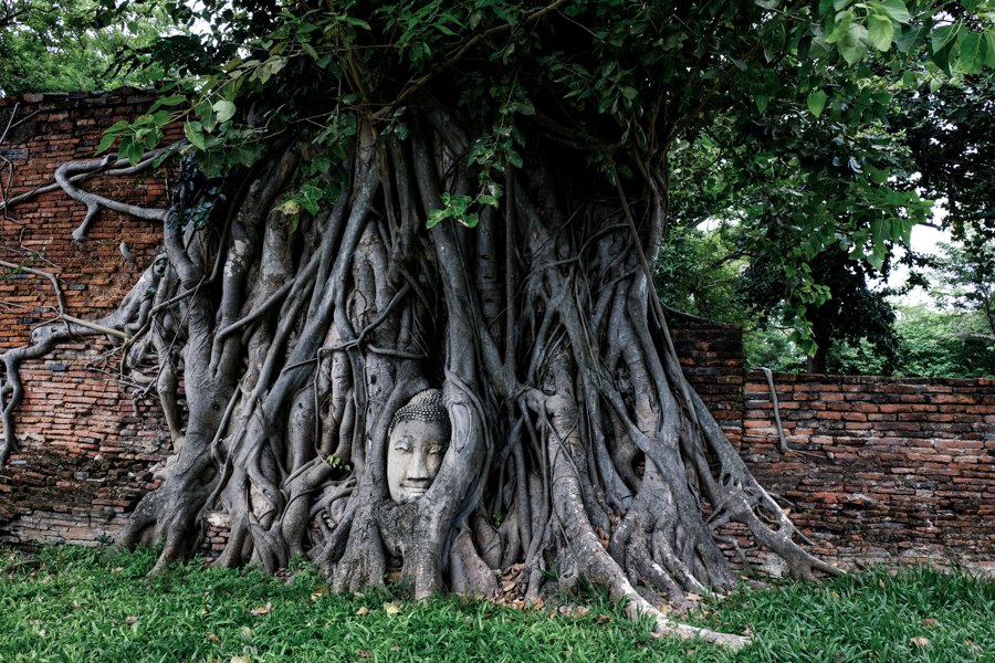 Ayutthaya Buda Árbol Ruinas Banyan Templos Parque Histórico Bangkok Tailandia