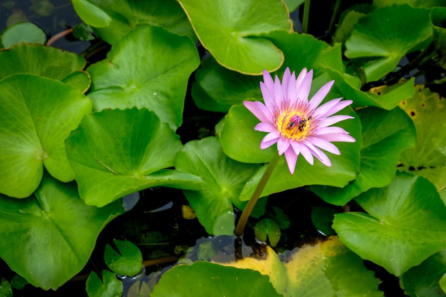 Flor Púrpura Tailandia