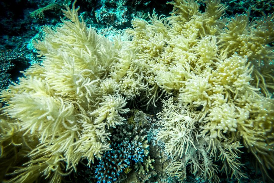 Imagen submarina del arrecife de coral en Coron Palawan