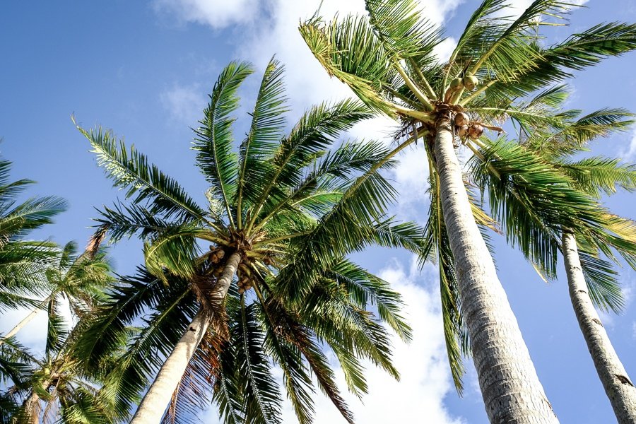 Palmeras en la isla Pinagbuyutan