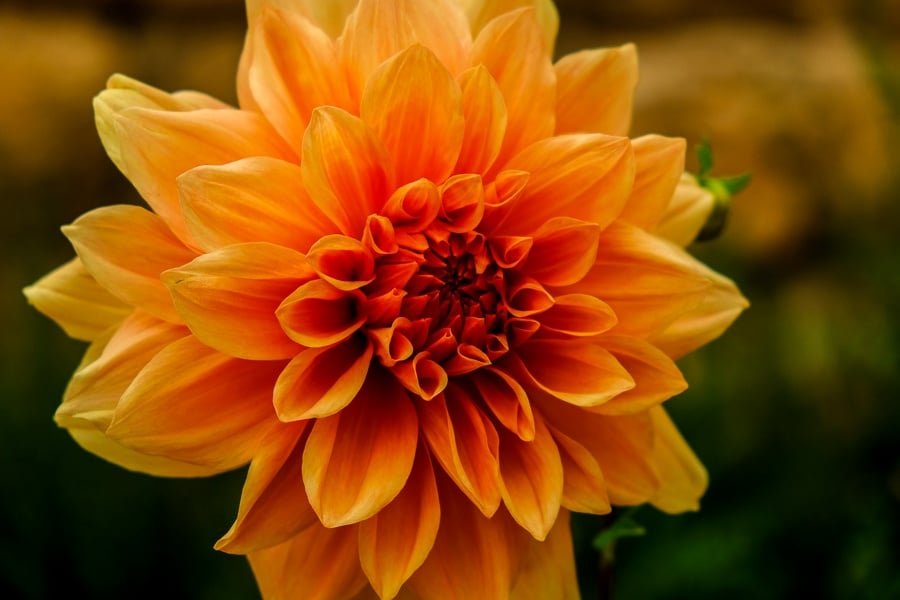 Flor de naranja en Baalbek en el Líbano