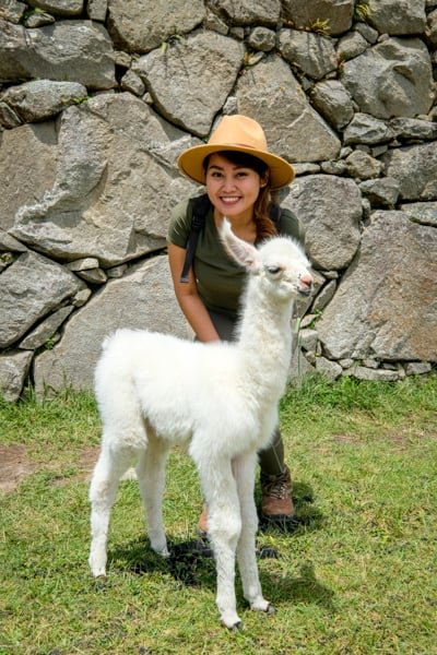 Machu Picchu Llama Llamas