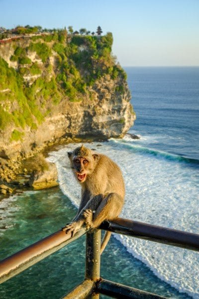 Mono de Uluwatu en el templo de Uluwatu Bali