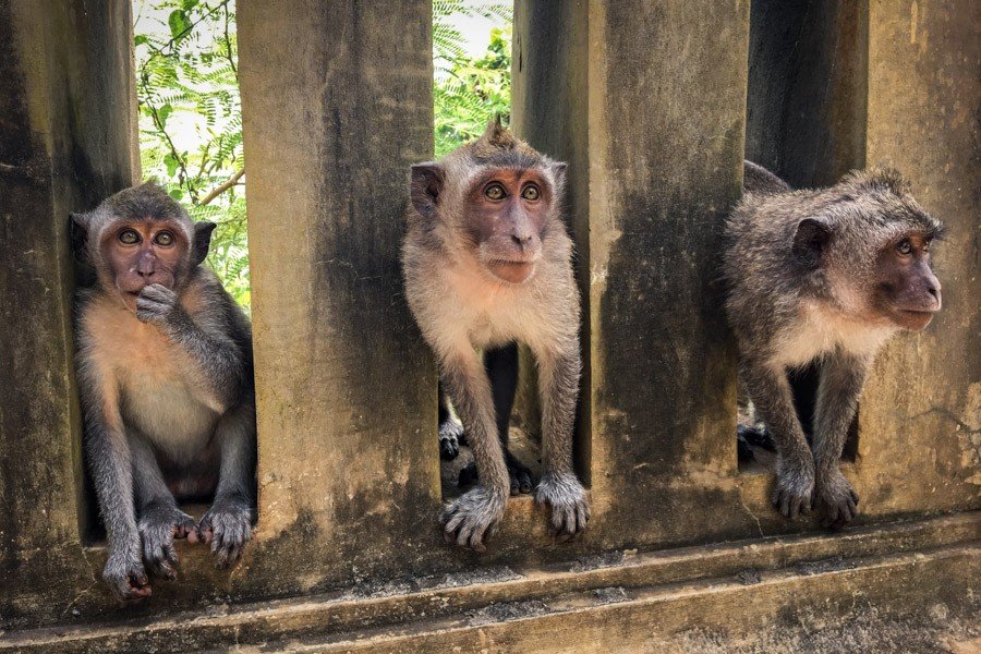 Grupo de monos de Uluwatu en Bali