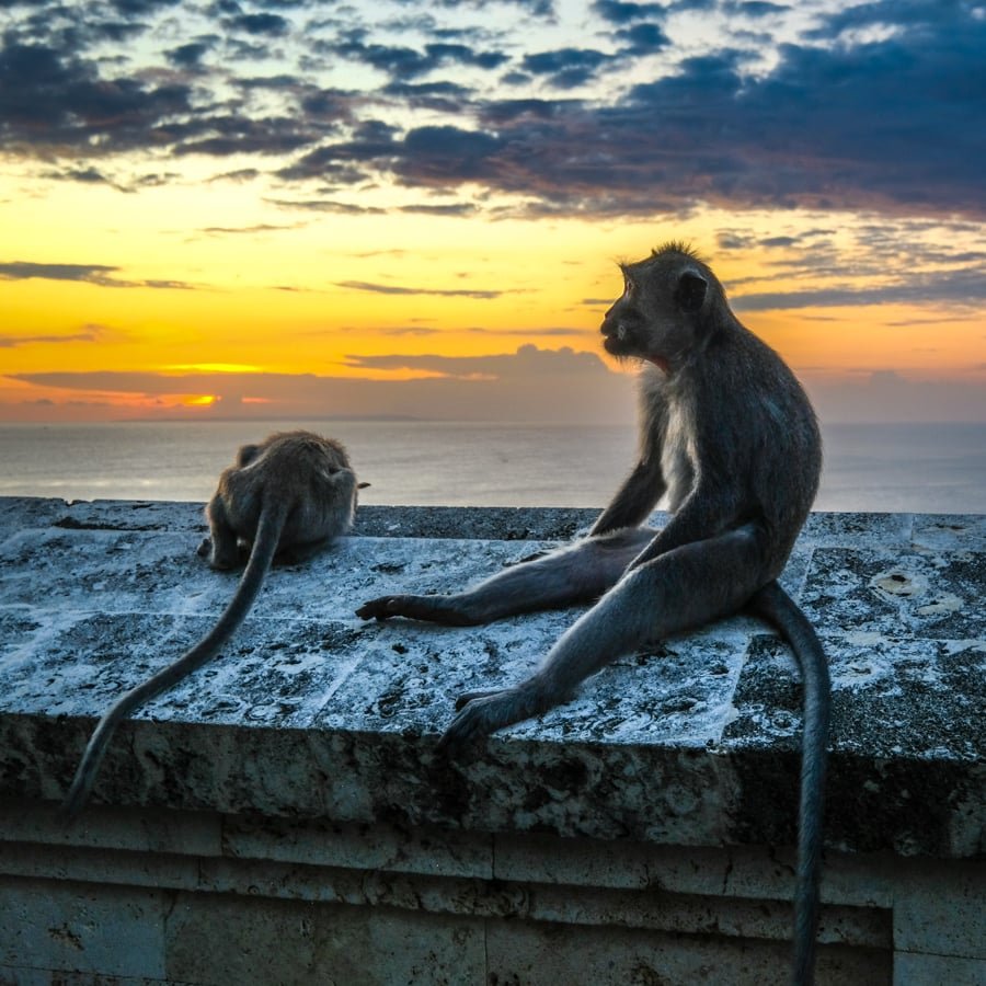 Monos de Uluwatu atardecer Bali