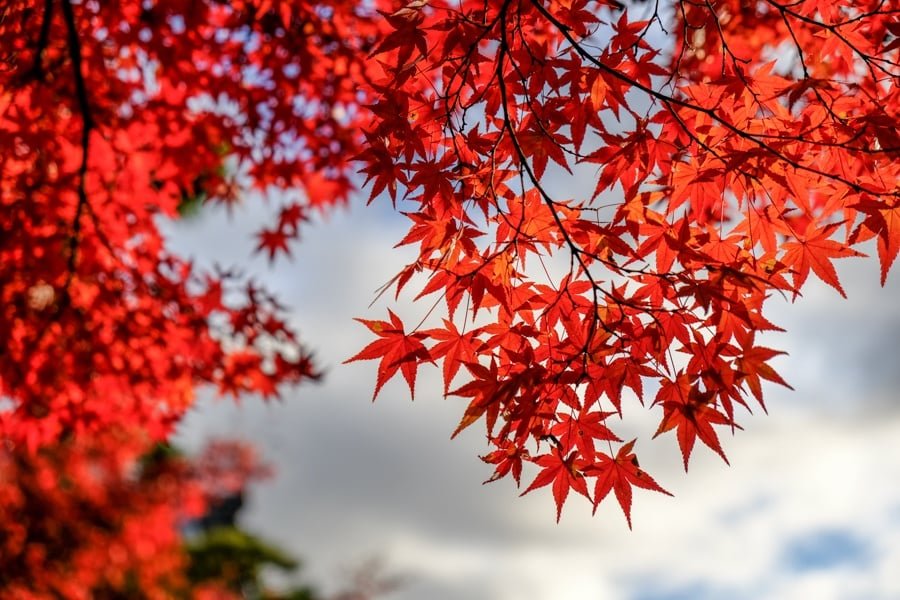 Colores de otoño Japón