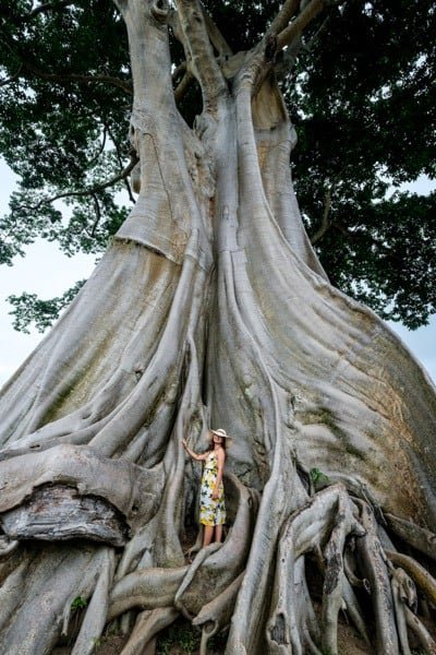 Kapok gigante en Bali