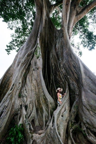 Kayu Putih árbol Kapok gigante en Bali