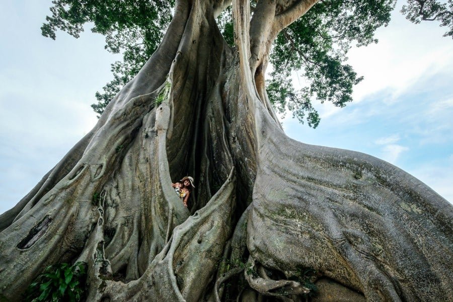 Kayu Putih árbol Kapok gigante en Bali