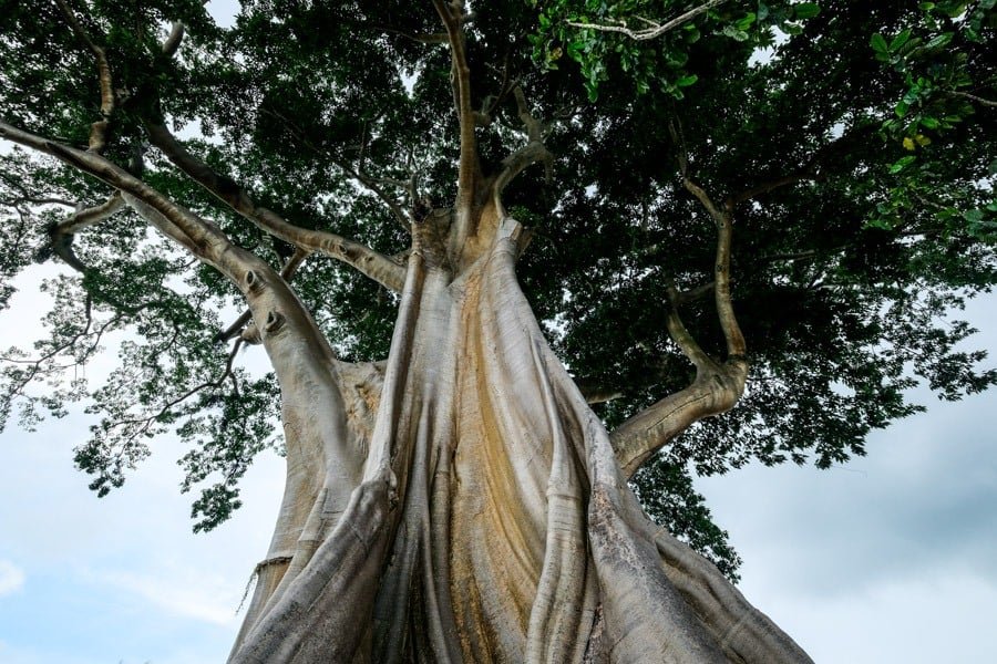 Kapok gigante en Bali