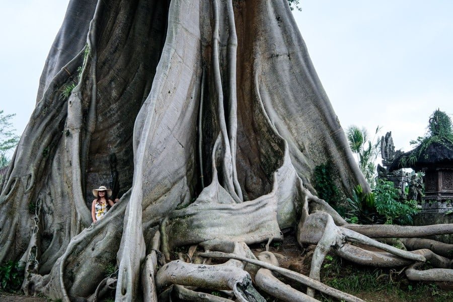 Kayu Putih árbol Kapok gigante en Bali