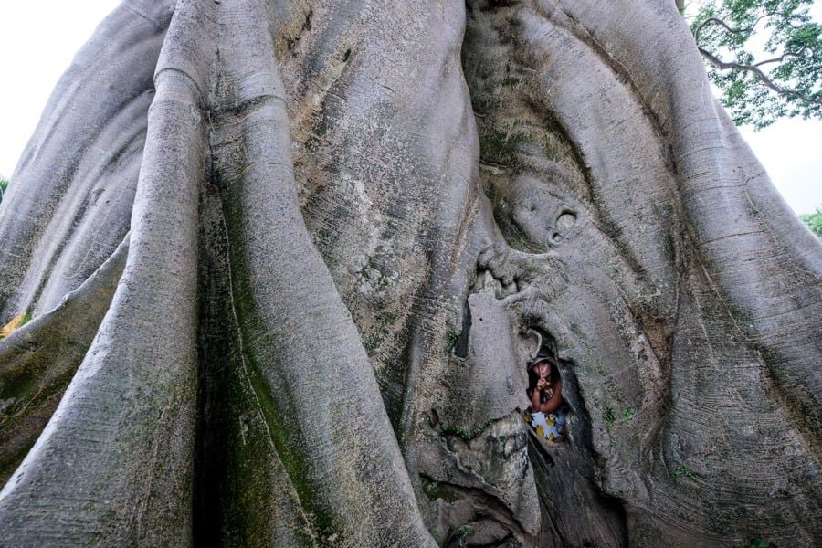 Tronco de árbol gigante en Bali