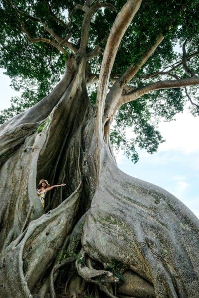 Kapok gigante en Bali