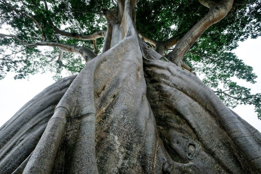 Tronco de árbol gigante en Bali