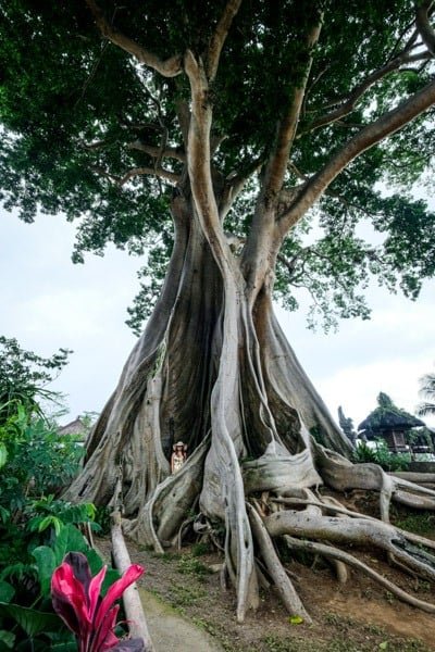 Kayu Putih árbol Kapok gigante en Bali