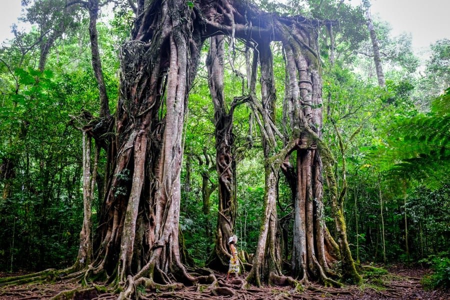 Baniano gigante en Bali