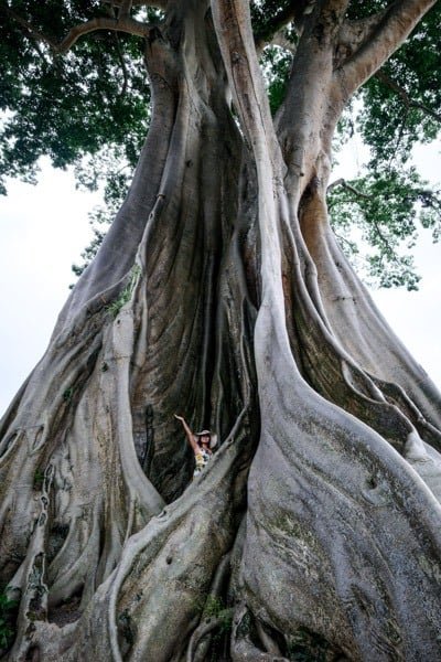 Kayu Putih árbol Kapok gigante en Bali