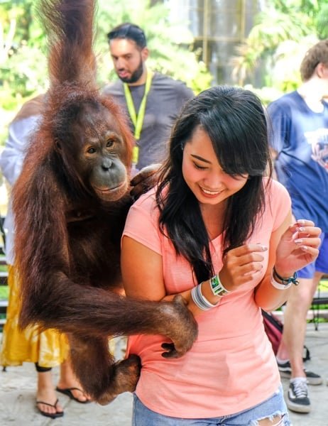 Un orangután se burla de mi mujer en el zoológico de Bali