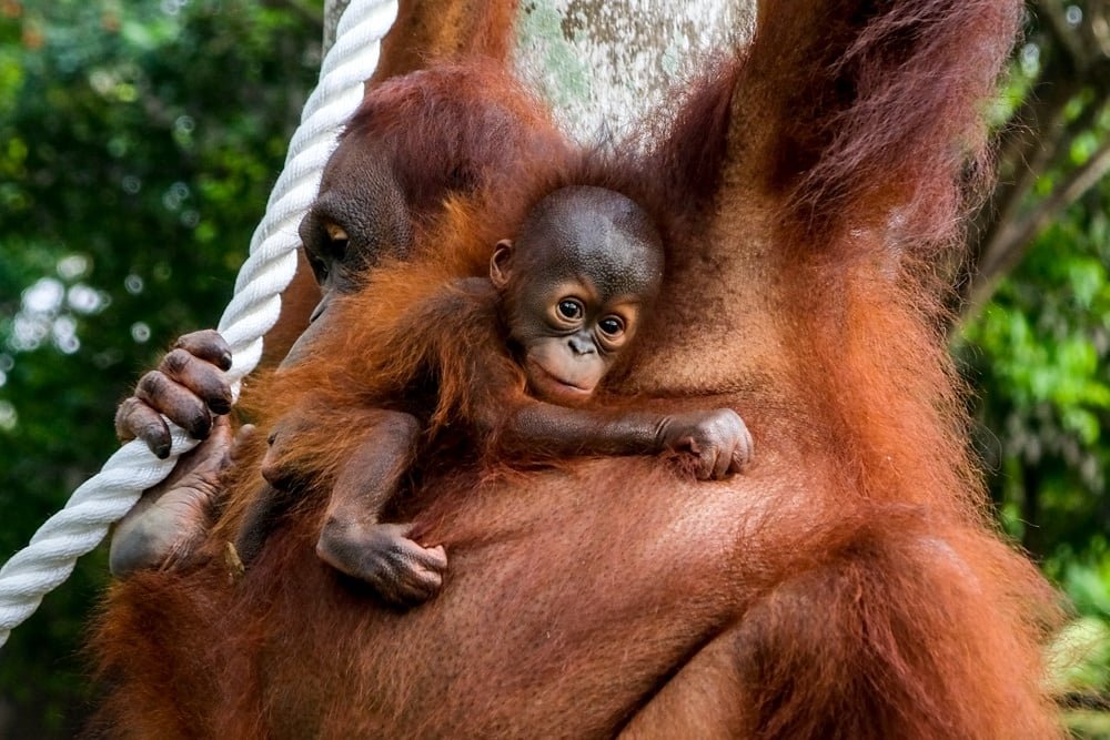 Desayuno en el zoológico de Bali con bebé orangutanes