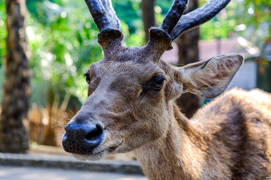 La cara de un ciervo de Javan Rusa con grandes astas en el Zoológico de Bali