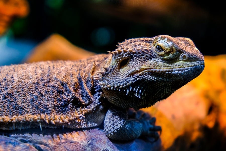 Lagarto enojado en el zoológico de Bali