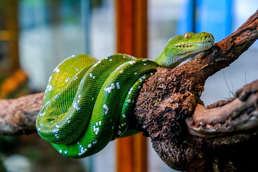 Serpiente verde en la rama de un árbol en el zoológico de Bali