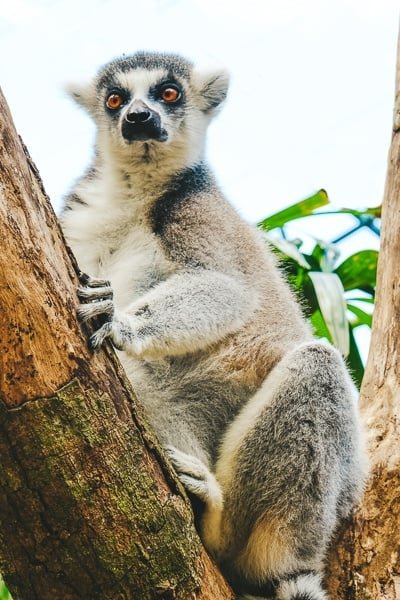 Lemur trepando a un árbol en el zoológico de Bali