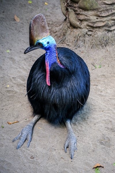 Pájaro casuario sentado en la tierra en el zoológico de Bali