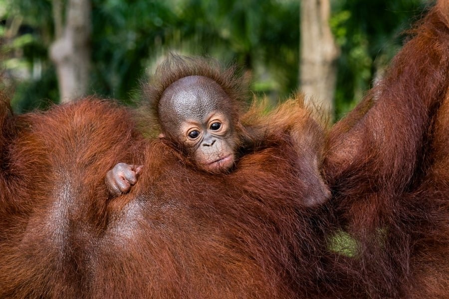 Desayuno en el zoológico de Bali con bebé orangutanes