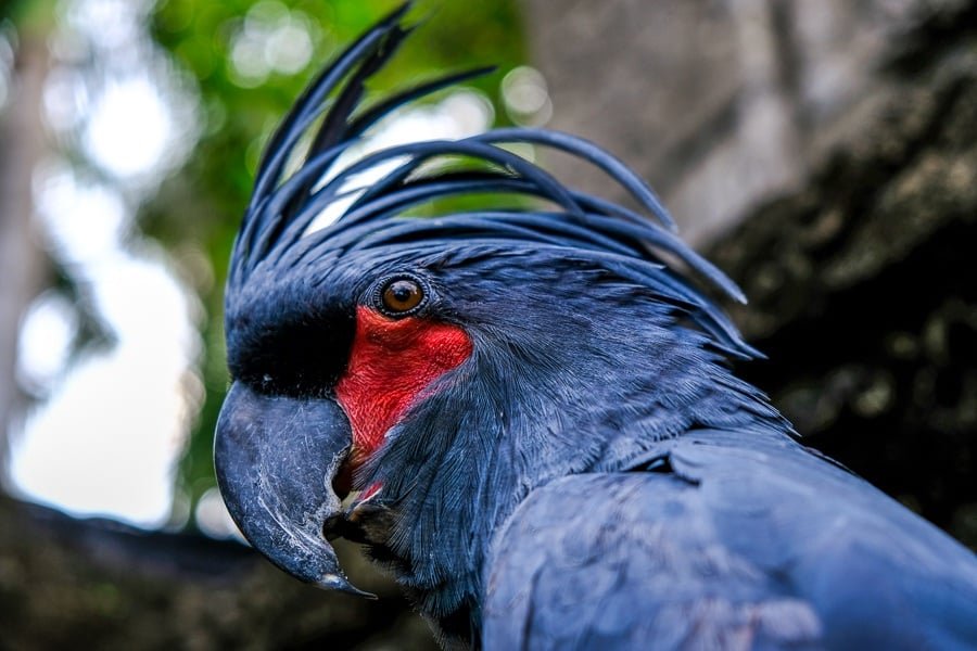 Loro morado con pico afilado en el zoológico de Bali