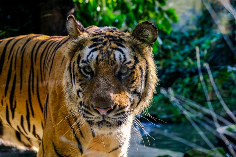 Curioso tigre en una exhibición de vidrio en el Zoológico de Bali