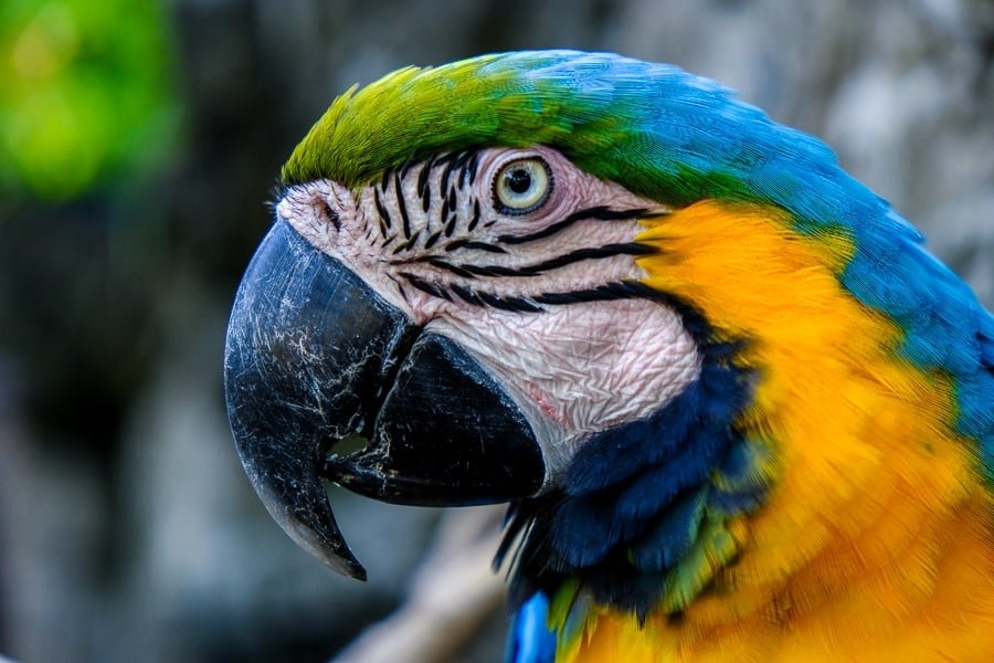 La colorida cara de un loro azul y amarillo en el Zoológico de Bali