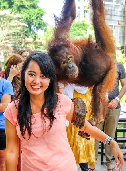 Orangután jugando con mi mujer en el Zoológico de Bali