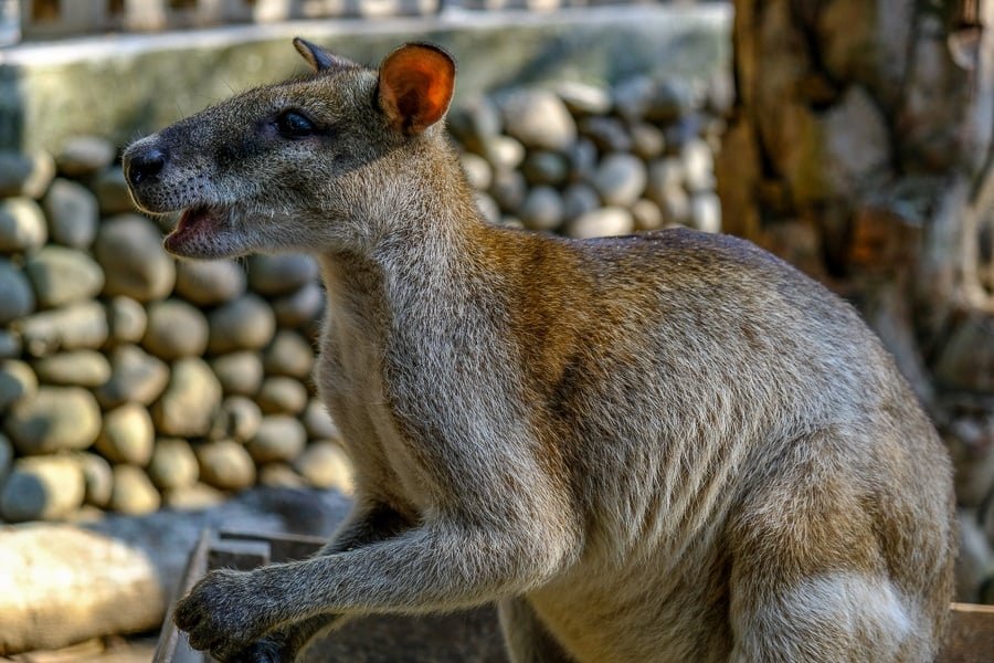 Wallaby comiendo en el zoológico de Bali