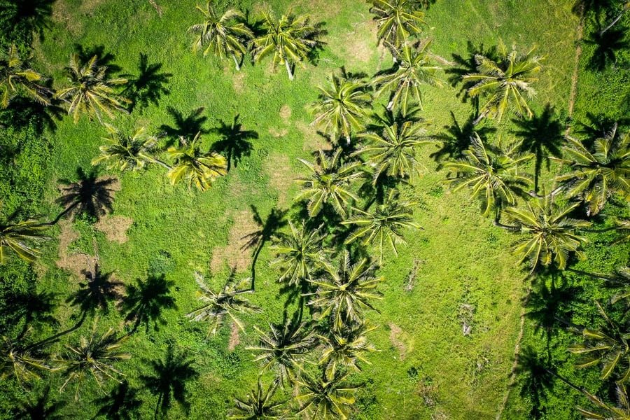 Bosque de palmeras en la playa de Atuh en Nusa Penida, Bali