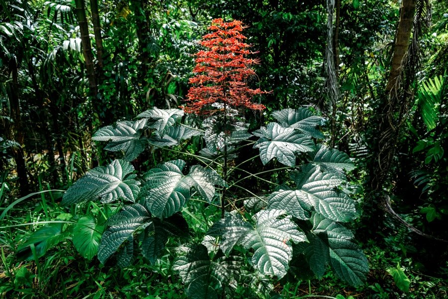 Plantas tropicales en Suwat en Bali