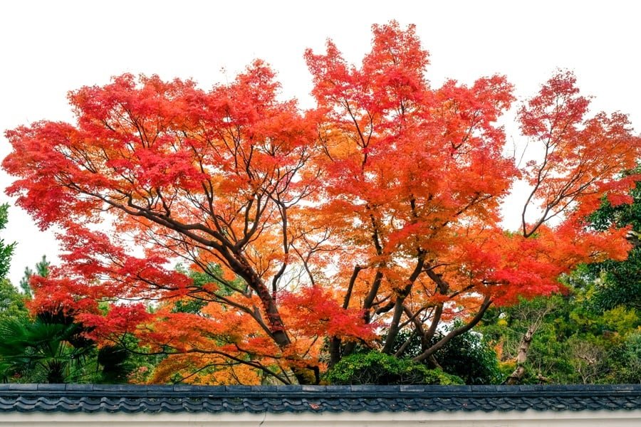 Nara koyo colores de otoño