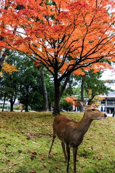 Ciervo de Nara y colores del otoño.