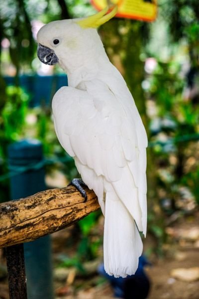 Parque de aves de Kuala Lumpur