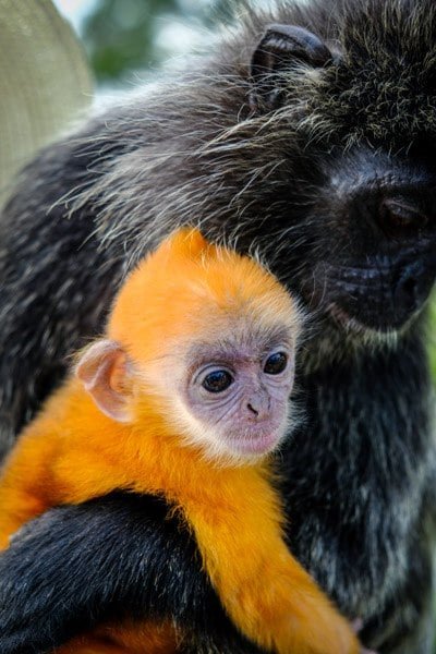 Monos Bukit Melawati en Kuala Selangor