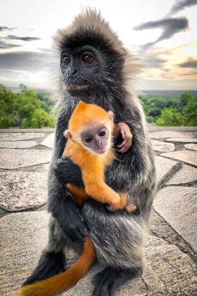 Monos Bukit Melawati en Kuala Selangor