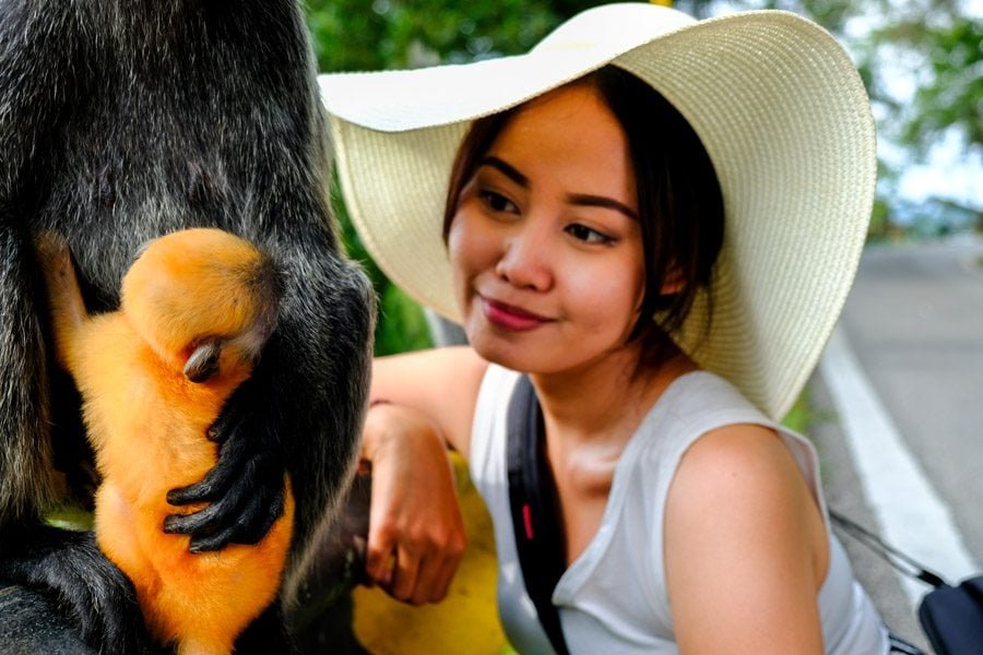 Monos Bukit Melawati en Kuala Selangor