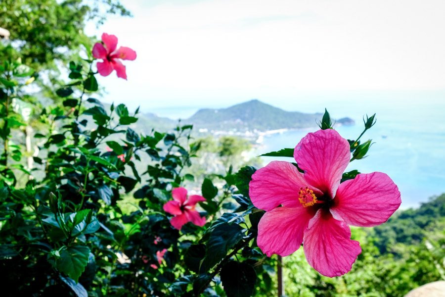 Mirador de la cumbre en Koh Tao