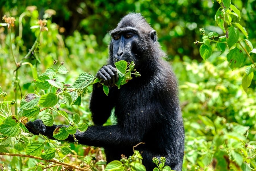 Mono en la Reserva Natural del Parque Nacional Tangkoko en Sulawesi, Indonesia