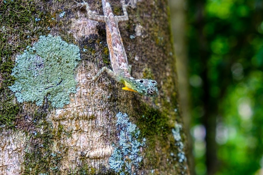 Lagarto en un árbol en la Reserva Natural de Tangkoko en Sulawesi, Indonesia